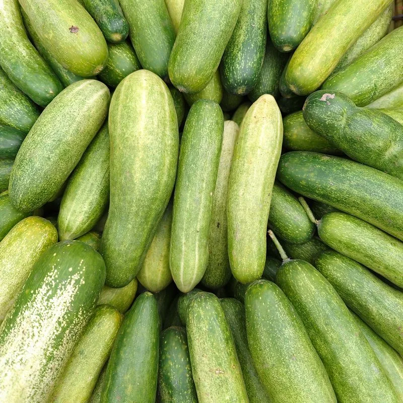 아삭 오이 5개입