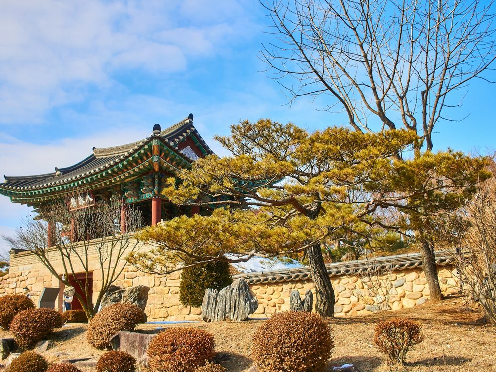 소나무와 돌담이 있는 전통 한옥의 정원